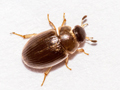 Cercyon laminatus